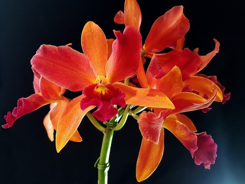 Orquidea Laranja Lc.tropical Trick! Planta Adulta Com Vaso | MercadoLivre