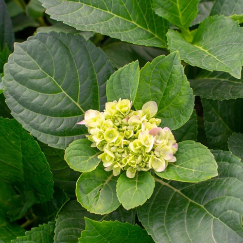 Hortênsia Hortência 1 Muda Ótima Qualidade Paisagismo