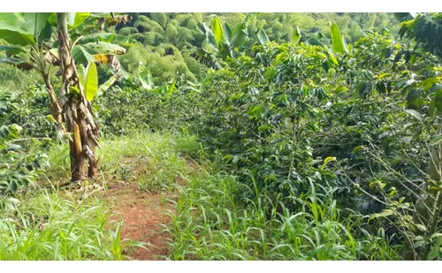 Vendo Finca Cafetera 47 Cuadras Por El Trebol Chinchina