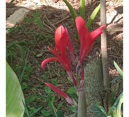 1 Muda De Cana Indica Vermelha (fogo)bulbo + Brinde