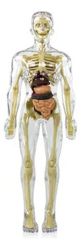 Modelo De Anatomía Humana De Maniquí De Rompecabezas Montess