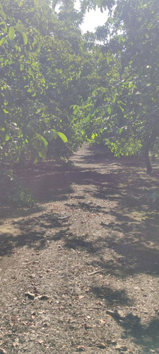 Campo Frutícola En Venta En Linares