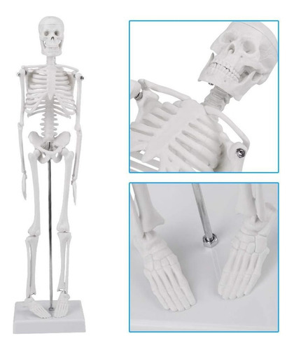 Modelo Anatómico De Esqueleto Humano Educación 85 Cm