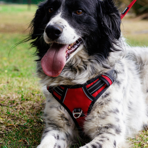 Arnés Antitirones Perro Chico Mediano Grande Pechera Comoda Rojo Chico Rumapet