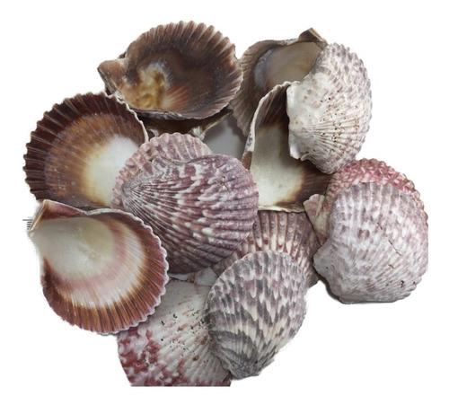 Conchitas De Mar,  Decoracion De Peceras, 60 Piezas