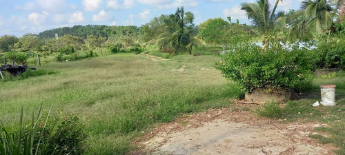Renta Terreno 6 Hectareas Ejido La Victoria Tuxpan Veracruz