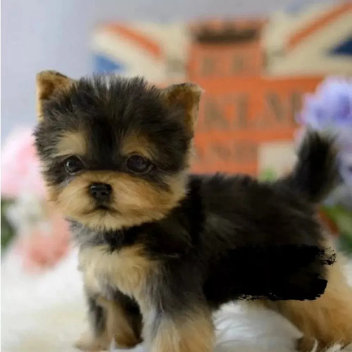 Dd Filhote De Cachorro Yorkshire De Pelúcia Realista 2025