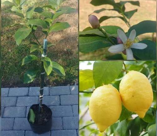 1 Arbolite Limon Eureka, Limon Meyer Laurel Mexicano Semilla