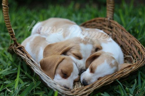 Beagle Bicolor Cachorros