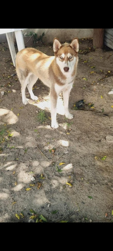 Husky Siberiano Para Monta (chocolate)