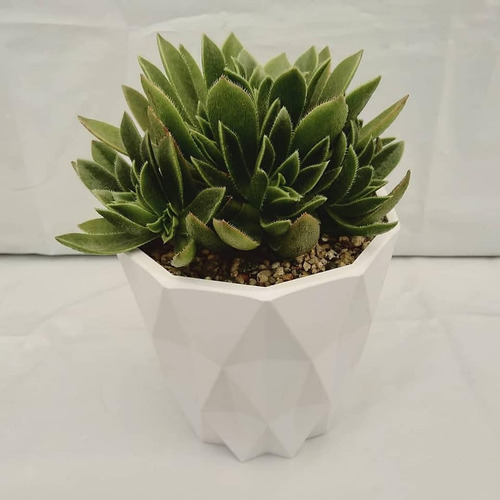 Imagen 4 de 8 de Regala Vida, Bellas Suculentas, Plantas, Maceta Decorativa