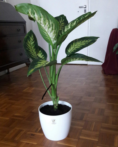 Dieffenbachia Tropic En Premium 22