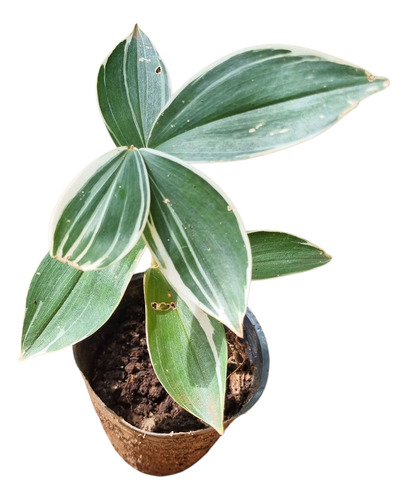 Costus Arabicus Variegata