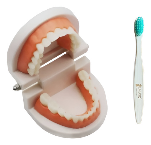 Modelo Dental Enseñanza Únicos Con Cepillo Bambú Pacard
