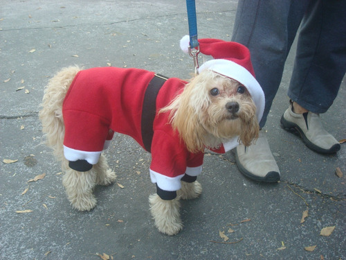 Imagen 1 de 5 de Disfraz Santa Claus Gorro Talla 6 Perro Navidad