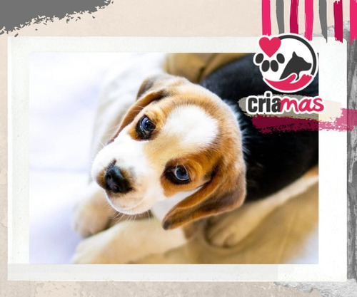 Beagle Mejor Amigo Criamas.