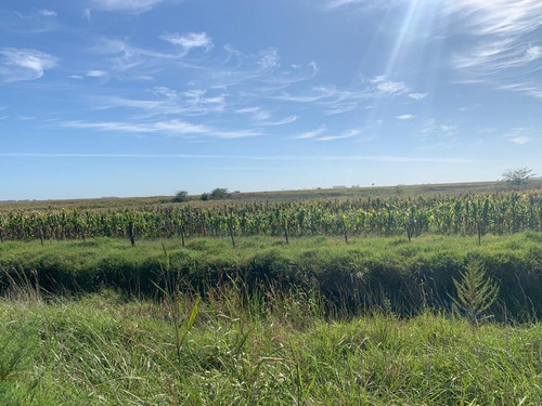 Imagen 2 de 6 de Vendo Campo 30ha/ Bermúdez (pdo. De Lincoln)