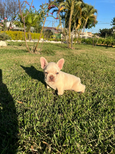Maravilhosos Filhotes De Bulldog Francês Exóticos!