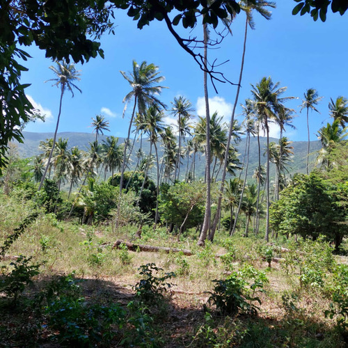 Terreno Agricola En San Juan, Isla De Margarita