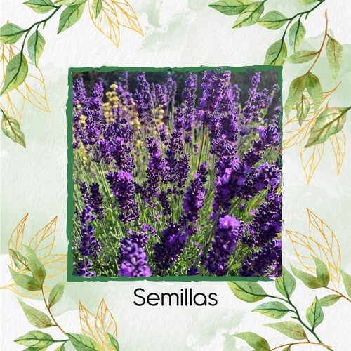 Sustrato Para Trasplante De Lavanda Angustifolia