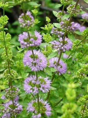 Planta De Menta Poleo ( Mentha Pulegium)medicin-aromat-ornam | Cuotas sin interés Planta De Menta Poleo ( Mentha Pulegium)medicin-aromat-ornam | Cuotas sin interés