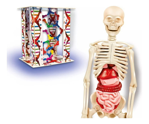 Juego De Ciencia Para Armar El Cuerpo Humano Esqueleto