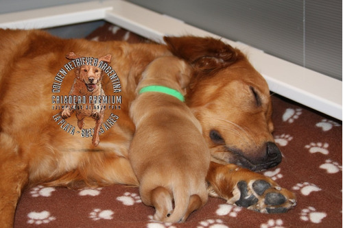 Golden Retriever 100% Puros Creciendo Junto A Sus Padres