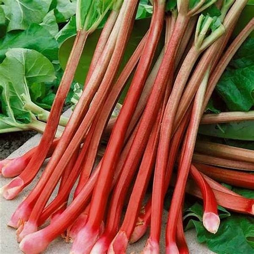 Ruibarbo, 30 Gr Erva Seca