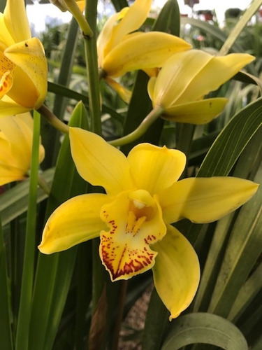 Imagen 4 de 10 de Orquideas Cymbidium 3 Plantas Jovenes, Envio Gratis