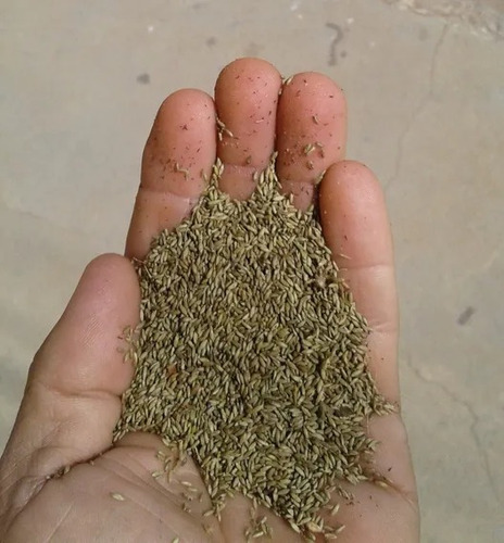5kg Capim Vaqueiro , Menos Para Santa Catarina