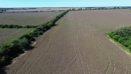 118 Has Agrícolas - Sarmiento, Córdoba
