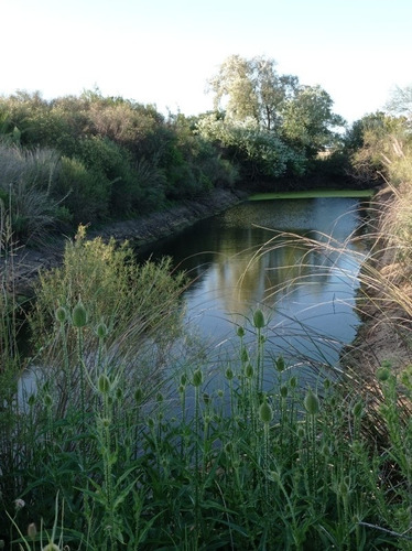 Vendo Campo En Ruta 11 Km 110, 7 Hectáreas Con 2 Pozos Artesanos Y Aguada  .tierra Trabajada.cinta Goteo Colocada