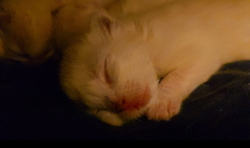 Gatitos Ragdoll, Con Registro Y Pedigree, Preciosos, Haedo