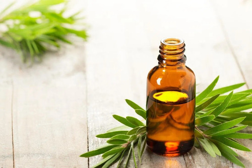Imagem 8 de 8 de 200 Sementes Melaleuca Alternifolia Tea Tree + Frete Gratis