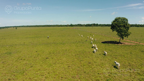 Campo En Arrendamiento - Salto