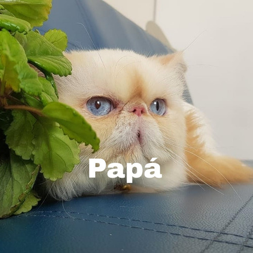 Imagen 3 de 4 de Gata Persa Pekeface Hembra