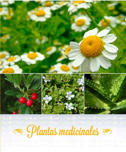 Libro Plantas Medicinales - Dra C. Migdalia Miranda Martinez