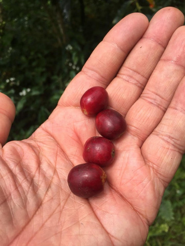 2 Kg Café Grano Altoamazonas+ Etiopia 50% 0ff