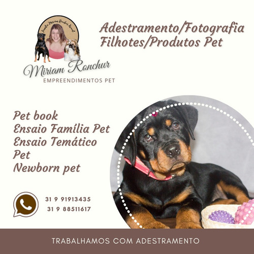 Imagem 1 de 3 de Venda Filhotes