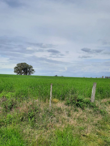 Imagen 4 de 11 de Venta De Campo 34 Has, En Torres, Luján