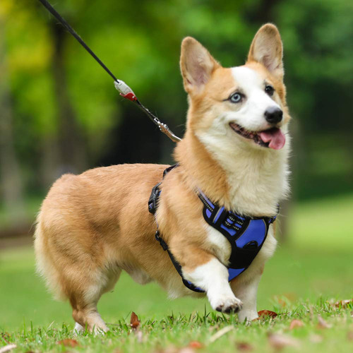 Arnés Para Perros Rabbitgoo Sin Tirones, Ajustable En Forma