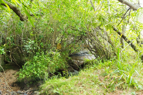 Campo De 86 Has Ganadero, Cuenta Con Tajamar Y Costa De Arroyo. Consulte!!!!!!- Ref: 2366