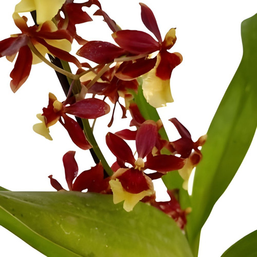 Linda Orquídea Oncidium Volcano Hula Hulau Planta Adulta 