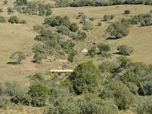 Imagen 2 de 4 de Al1116 Venta 40 Hectareas De Pradera En Paraje Sauce Aiguá