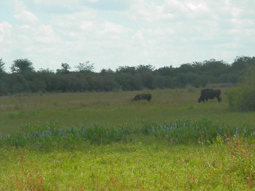 Estancia Isla Vizcaino 1569ha Ganadero Agricola Rio Negro Y Rio Uruguay