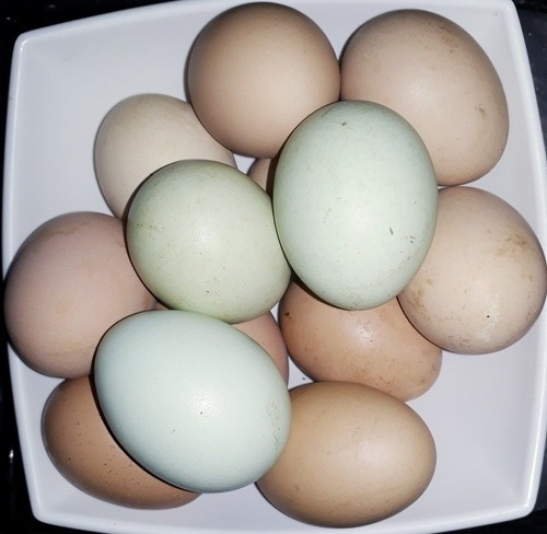 Huevos Fertiles De Gallina Criolla