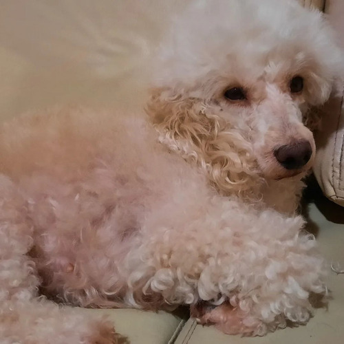 Imagen 2 de 10 de Peluquería Canina Y Guarderia