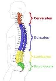 Dolores Columna,espalda,ciatica, Quitalos Ya Con Esto...