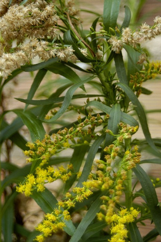 Arnica Brasileira Solidago Erva Medicinal 20 Sementes