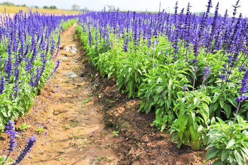 Semillas De Salvia Officinalis *10 Pzas